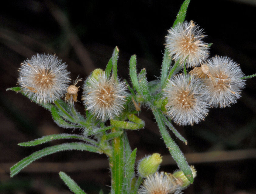 Erigeron bonariensis